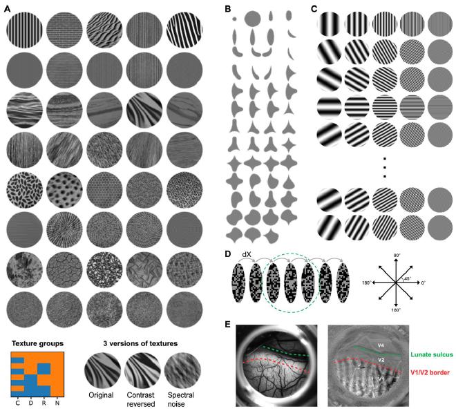 Fig1